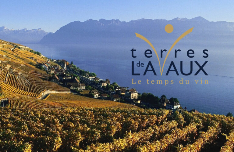 Ces vignes qui disparaissent